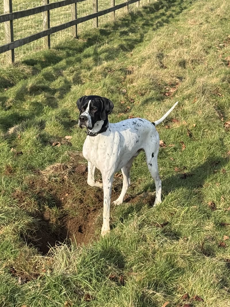 A black-and-white pointer-type dog standing in a fenced grass field