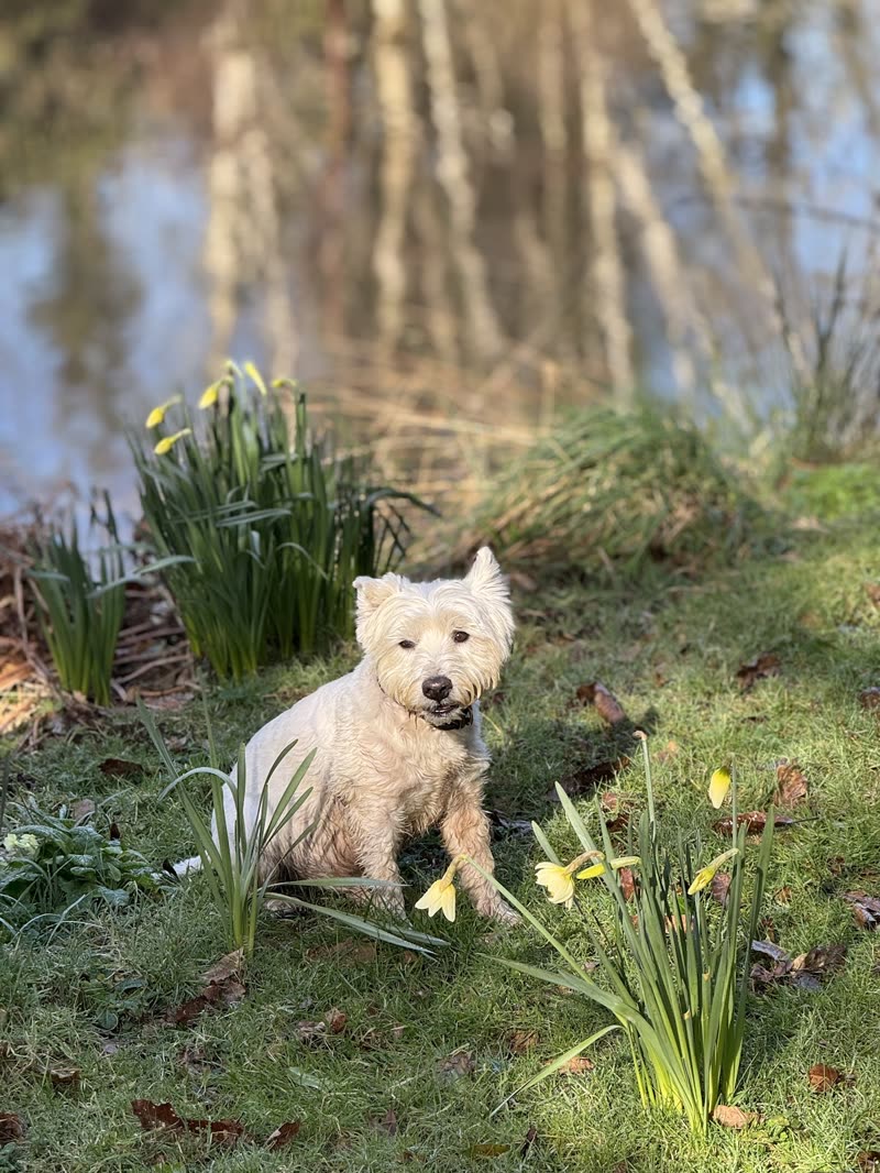 A small white terrier sitting outdoors among daffodils beside water on a bright late-winter day