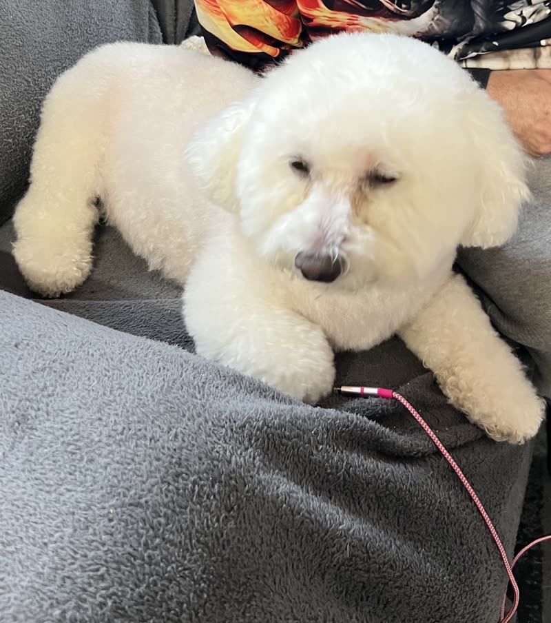 A white bichon frise with a neat trim resting on a grey fleece blanket after its groom