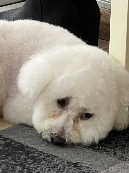 Close-up of a white bichon frise's freshly scissored coat as it rests its head on a grey mat