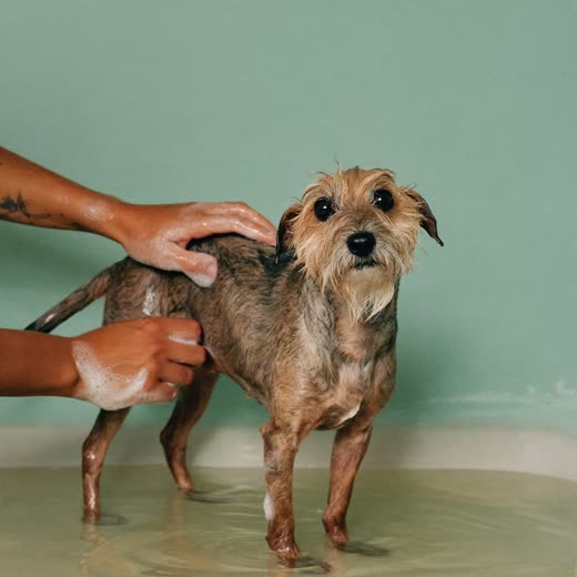 A small dog being washed in a grooming bath