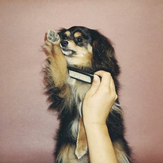 A long-coated dog being brushed out