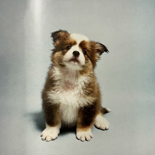 A young puppy sitting calmly looking up